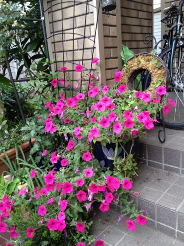 IMG_8970 (480x640).jpg