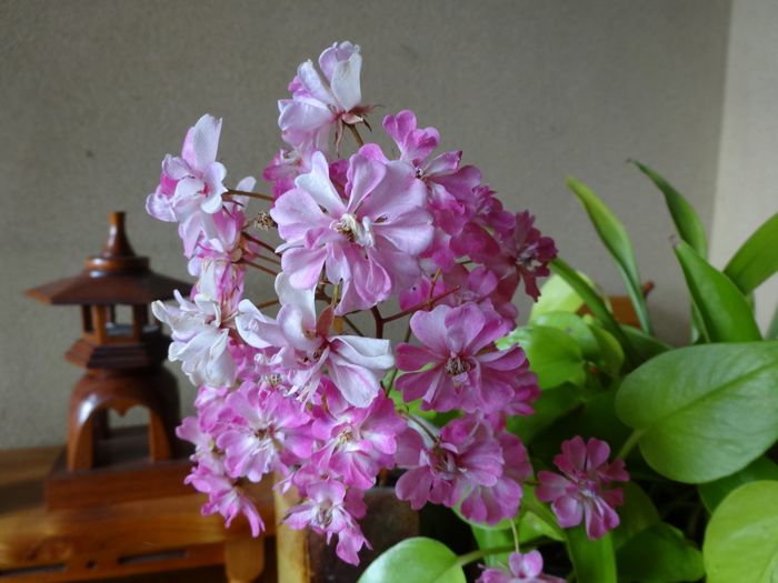 DSC06257.JPG