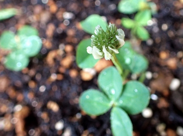 P7220917 (640x476).jpg