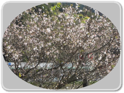 1715白木山駅付近の寒桜_1715.jpg