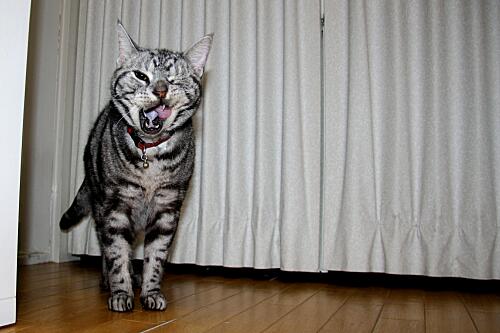 img_cyapi_8743.jpg