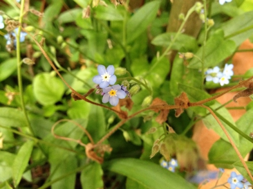 IMG_9206 (640x480).jpg