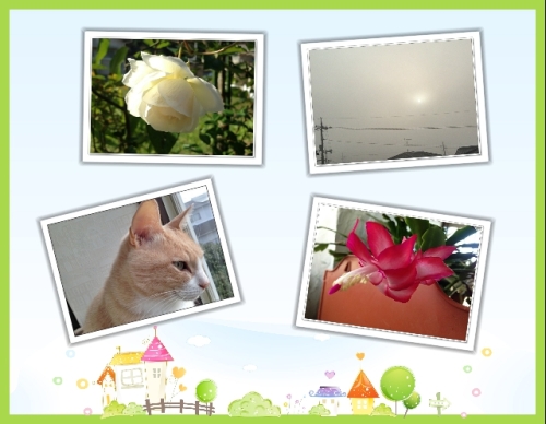 花と朝日とマロン.jpg