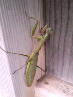 柱に止まるカマキリ2016