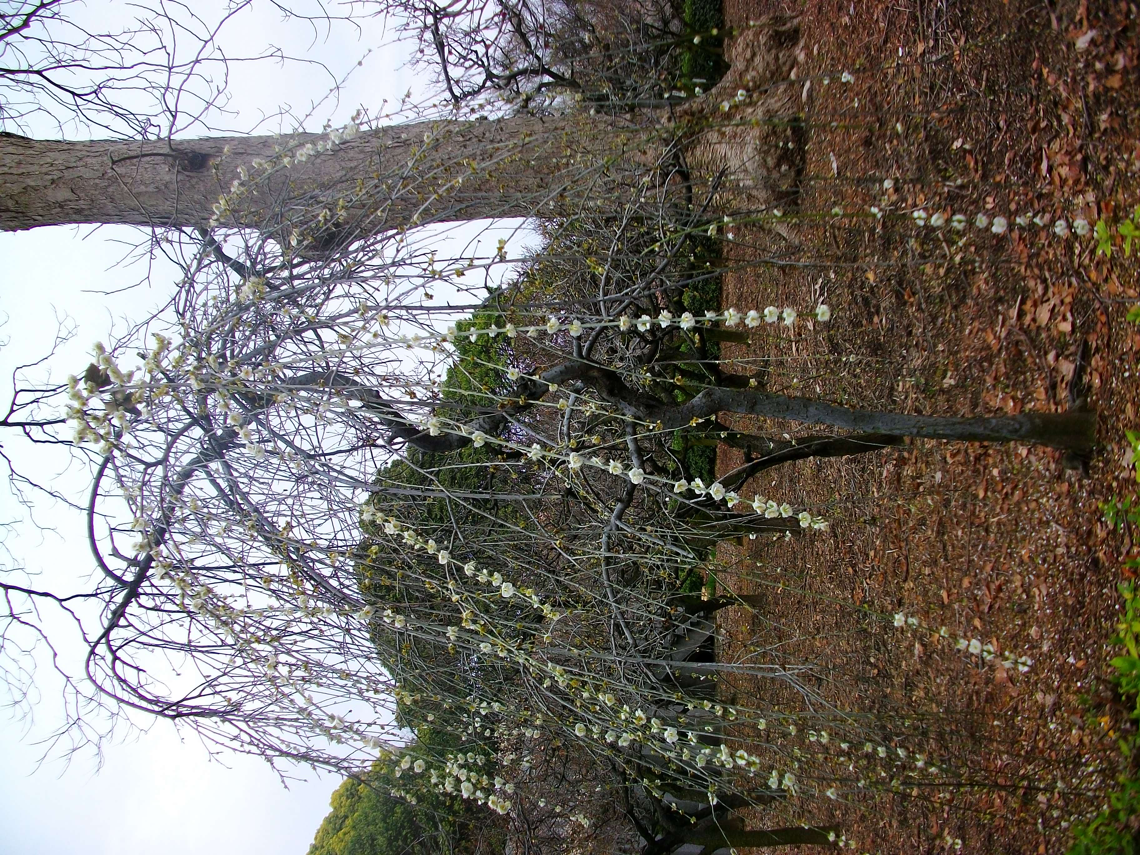 IMGP1785.JPG