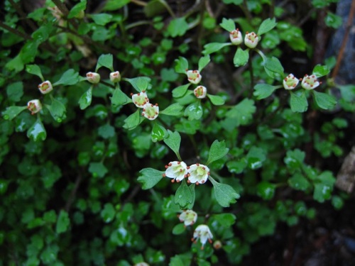 ユキノシタ科の植物 ハナネコノメ ヤマネコノメソウ ヨゴレネコノメ ユキノシタ 19年高尾山植物観察 振り返り その39 しろうと自然科学者の自然観察日記 楽天ブログ