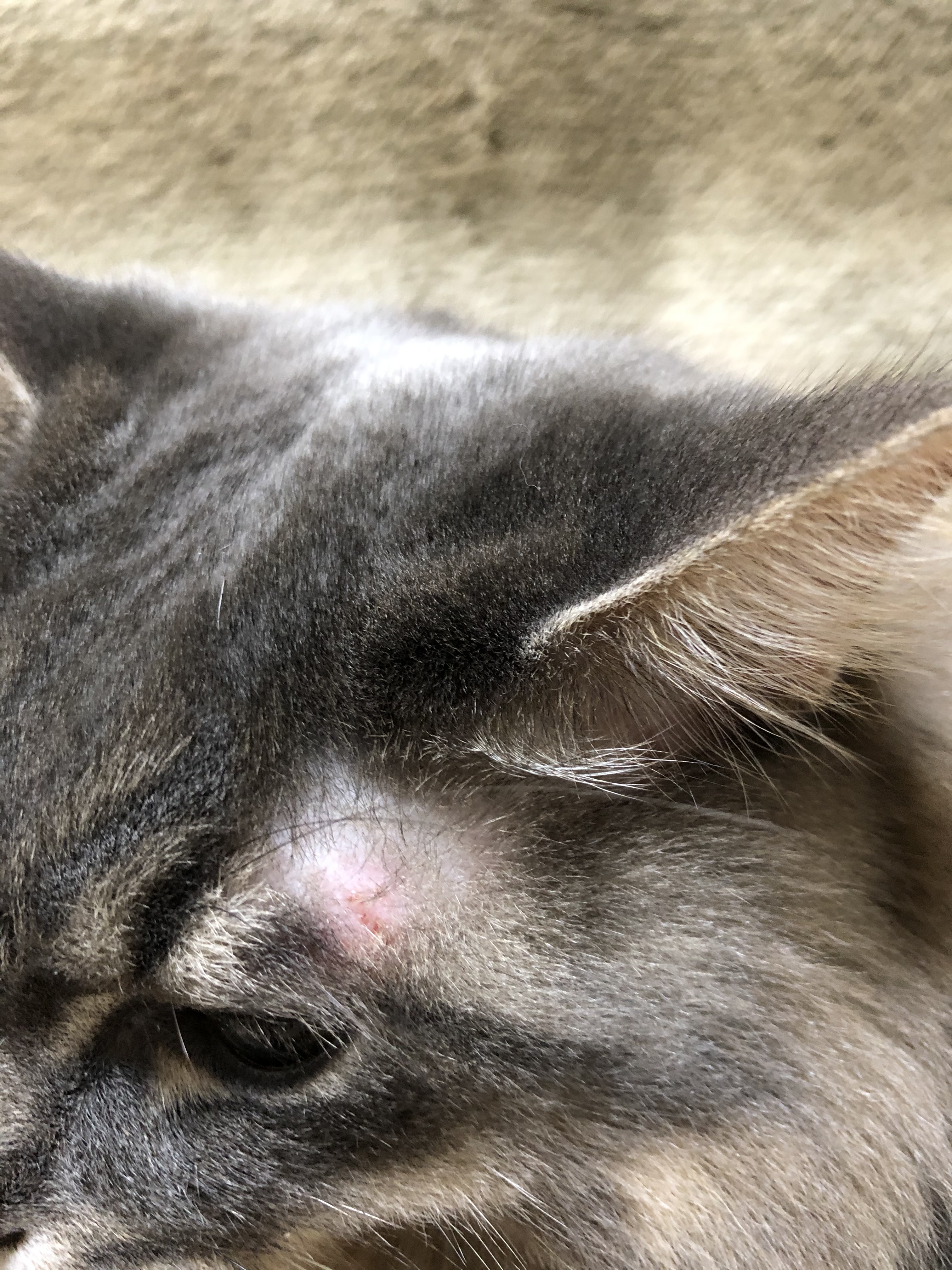 2020/03/10 アレルギー