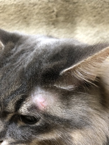 2020/03/10 アレルギー