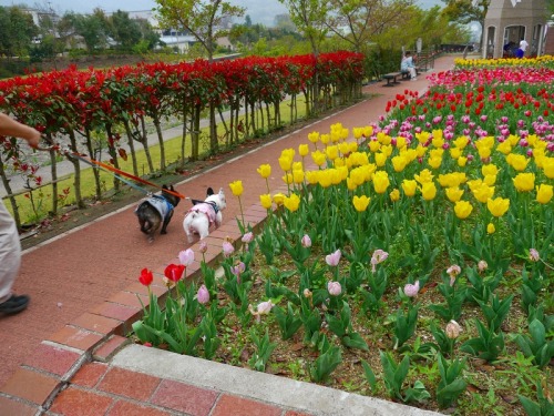 チューリップまつり5.jpg