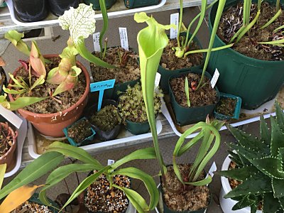 S.ﾑｰﾚｲ1987 4.jpg