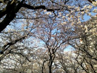 岡山市街の桜　その４