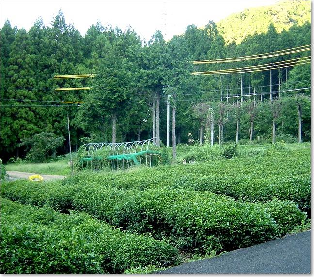 02駅前は茶畑？.JPG