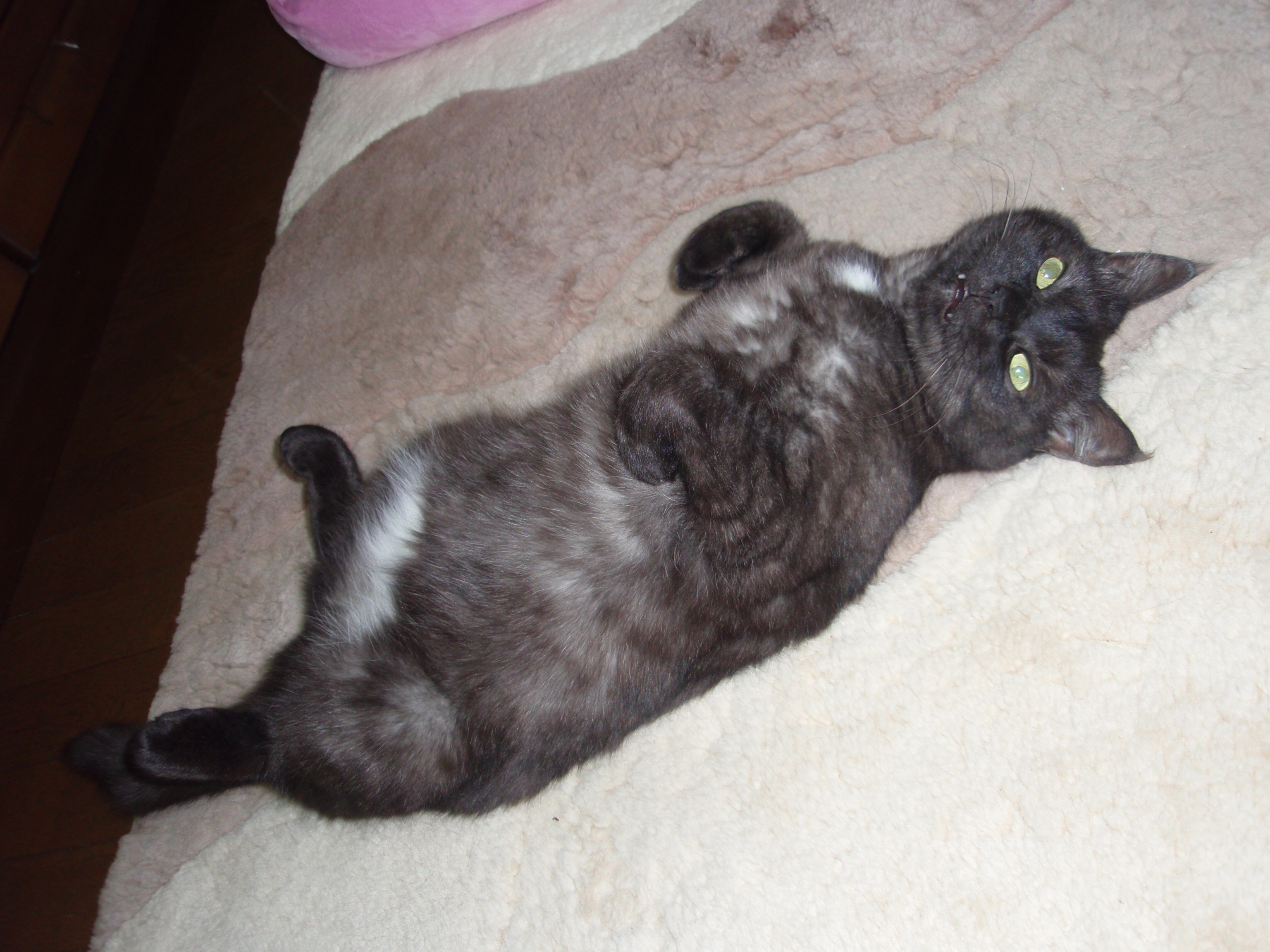 アチクンとペコちゃんのシュー 001.jpg