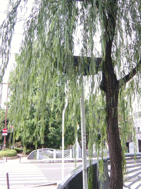 DSC09204.JPG