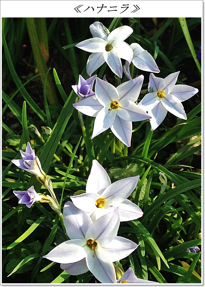縦花ニラIMG_1351.jpg
