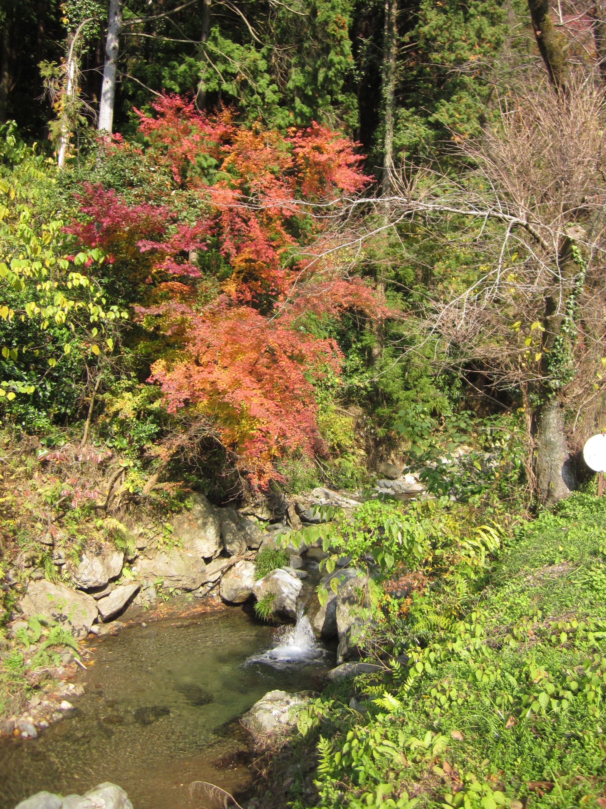 IMG_1674.JPG