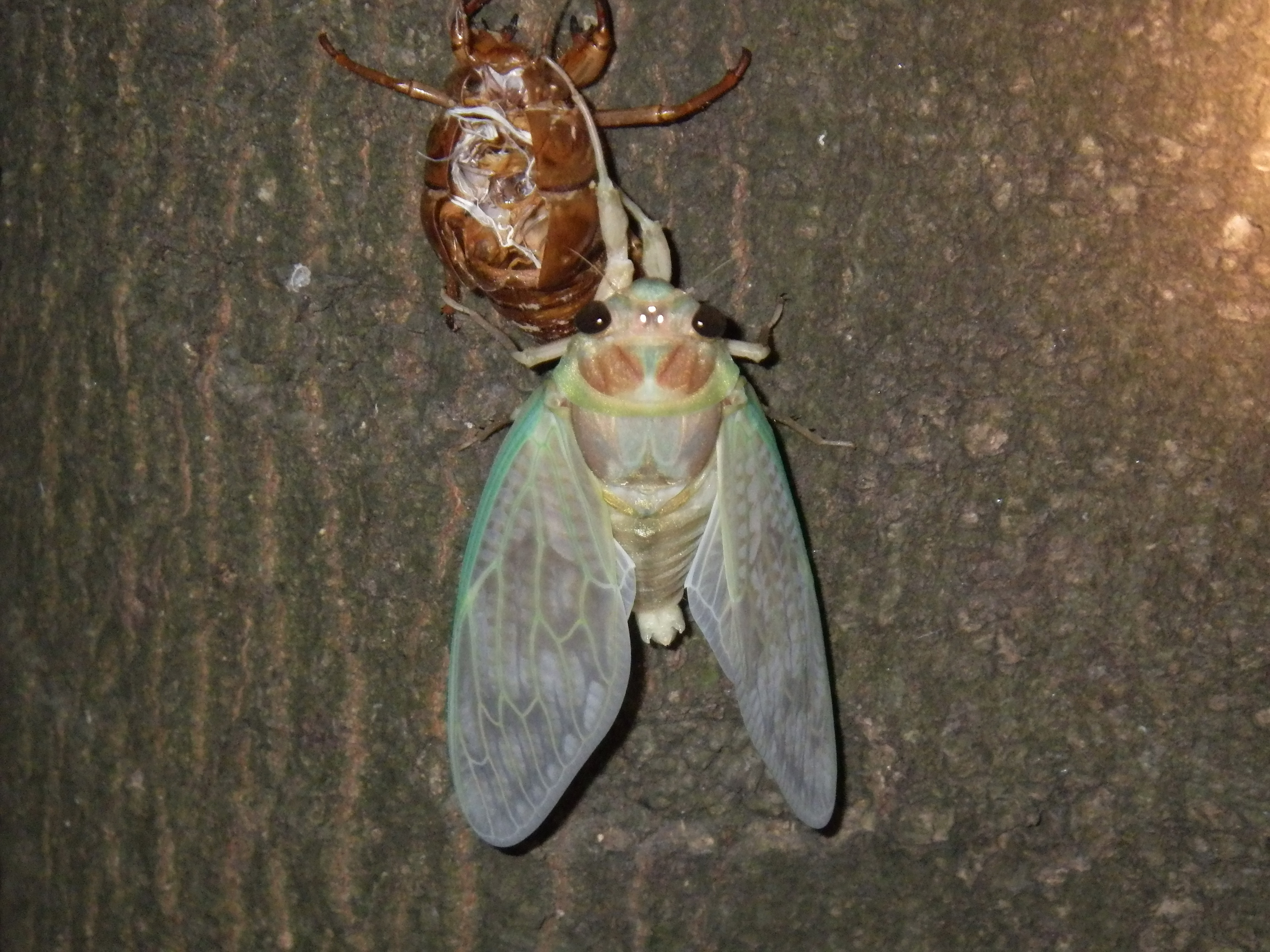 アブラゼミの羽化