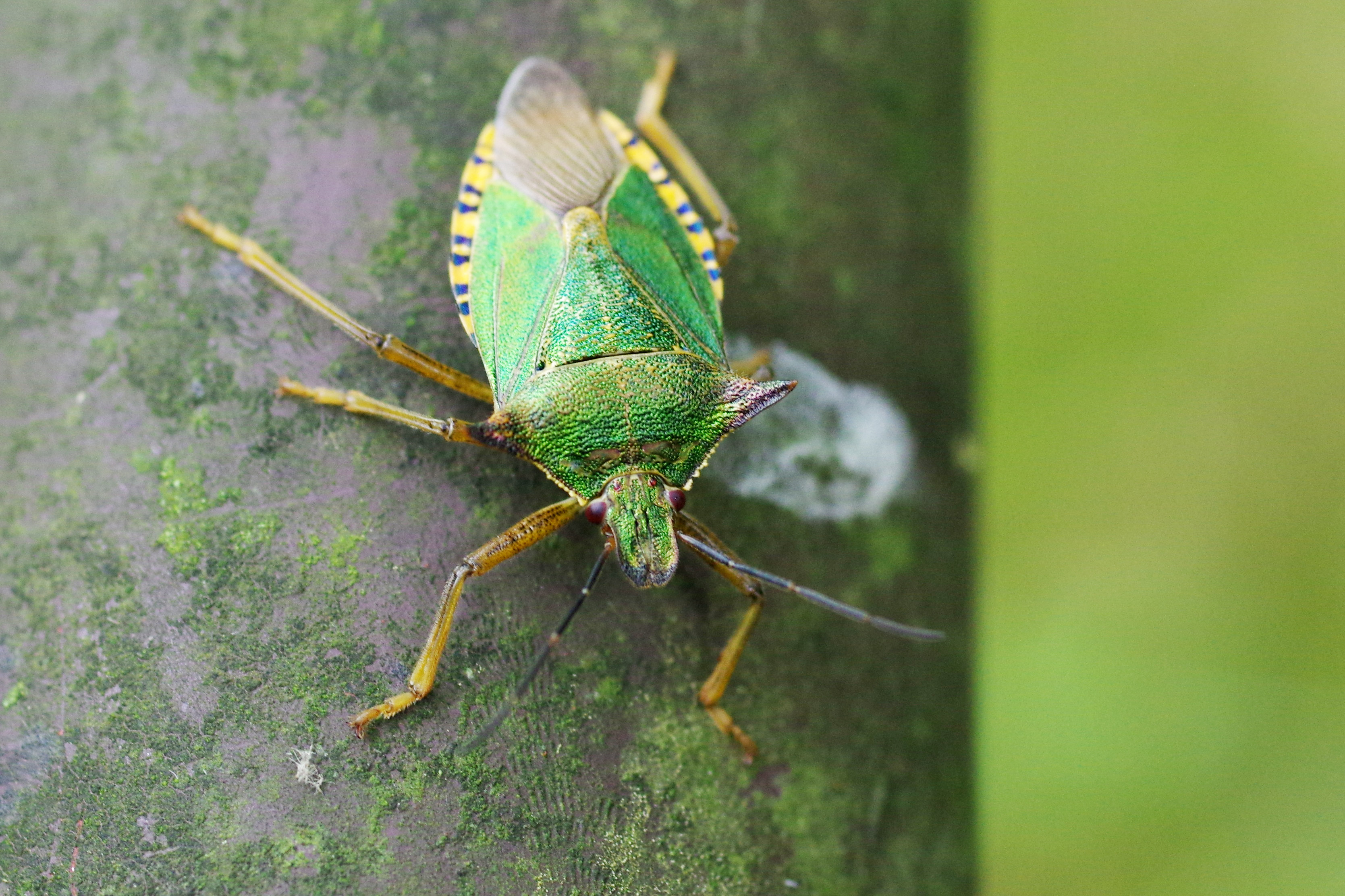 アオクチブトカメムシ