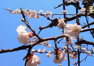 桜咲く.jpg