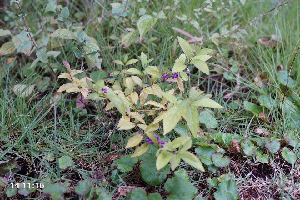 DSC03426 s.JPG