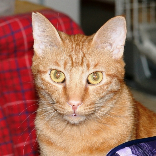 家族紹介用画像フォルダ