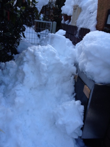 IMG_3854 (480x640).jpg