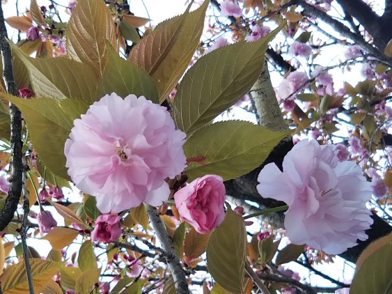 牡丹桜咲き始め2019