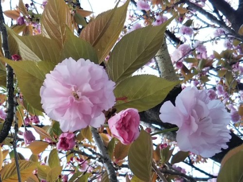 牡丹桜咲き始め2019