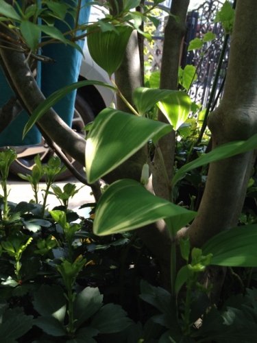 IMG_7006 (480x640).jpg