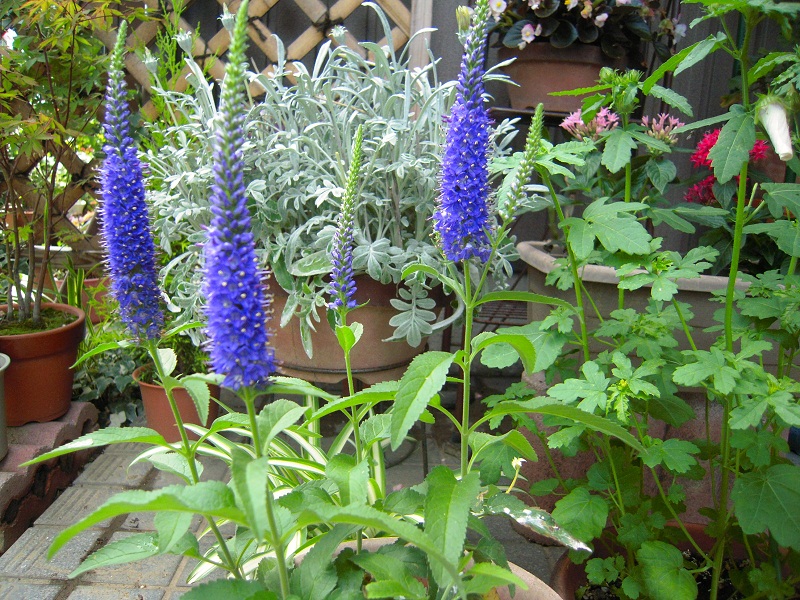 DSCN7224.JPG