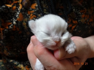 DSC04399 (300x225).jpg