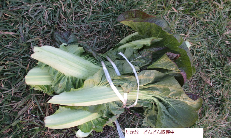 たかな.JPG