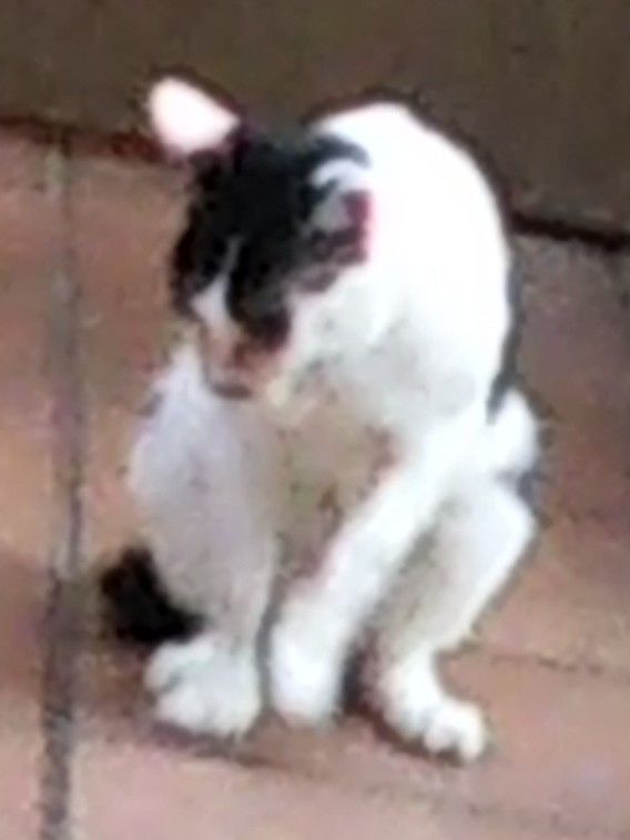 遠方に毛づくろいする白黒猫_小で載せる