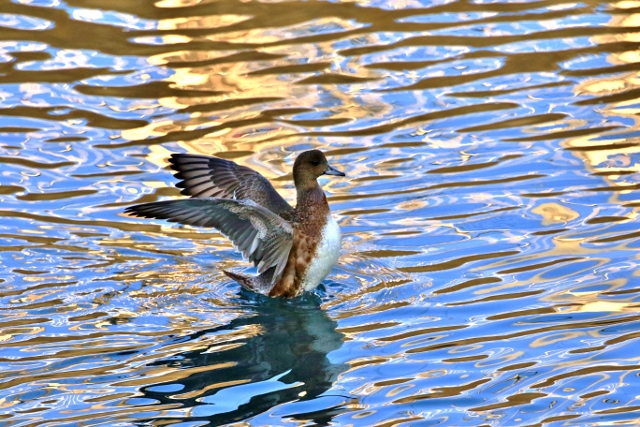 P95A3211 (640x427) (2).jpg