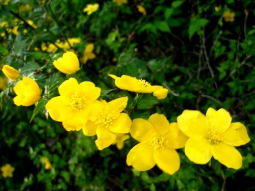 文字通り山吹色の花が鮮やかなヤマブキの花 4月のウォーキングコースの植物 しろうと自然科学者の自然観察日記 楽天ブログ