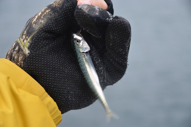 showPhoto (640×426)