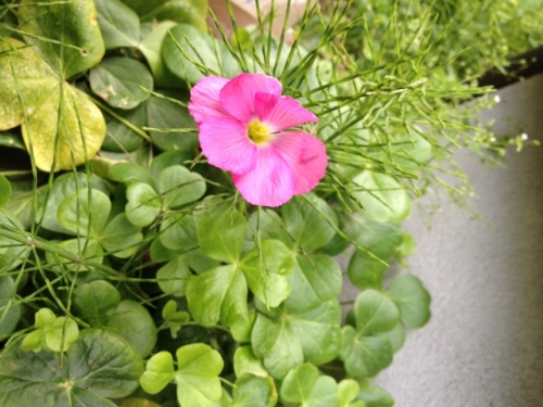 IMG_6940 (640x480).jpg