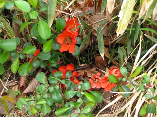 クサボケの花が目立つ季節になりました クサボケの花は 雌性花 両性花 と雄性花 雄花 があります しろうと自然科学者の自然観察日記 楽天ブログ