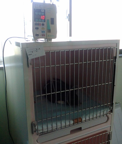 シルヴィア (5).JPG