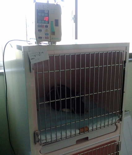 シルヴィア (5).JPG