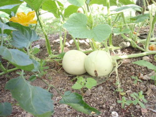 花火とメロン？ 006.jpg