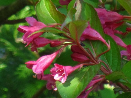 枝先や葉腋に濃紅色の漏斗形の花を下向きにつけるヤブウツギの花 5月末の静岡県富士宮市 田貫湖周辺での自然観察 その 最終回 しろうと自然科学者の自然観察日記 楽天ブログ