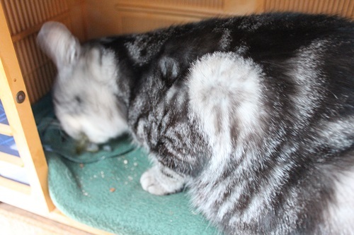 目白を食う (13).JPG