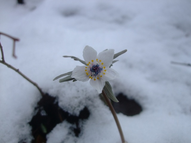 008.jpg節分草-1　7128.jpg