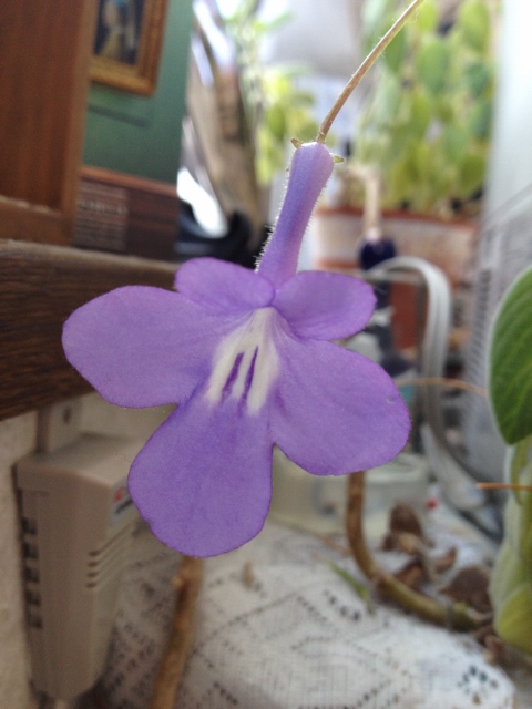 IMG_2916 (480x640).jpg