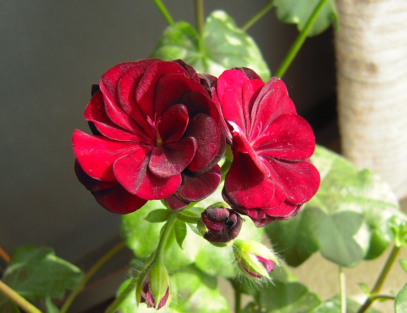 DSCN4053.JPG