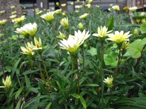 山野草と園芸植物 しろうと自然科学者の自然観察日記 楽天ブログ