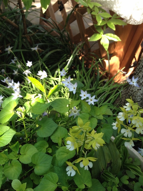 IMG_6987 (480x640).jpg