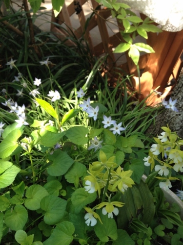 IMG_6987 (480x640).jpg