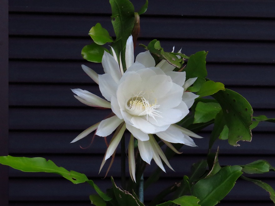 月下美人（朝）_1779.jpg